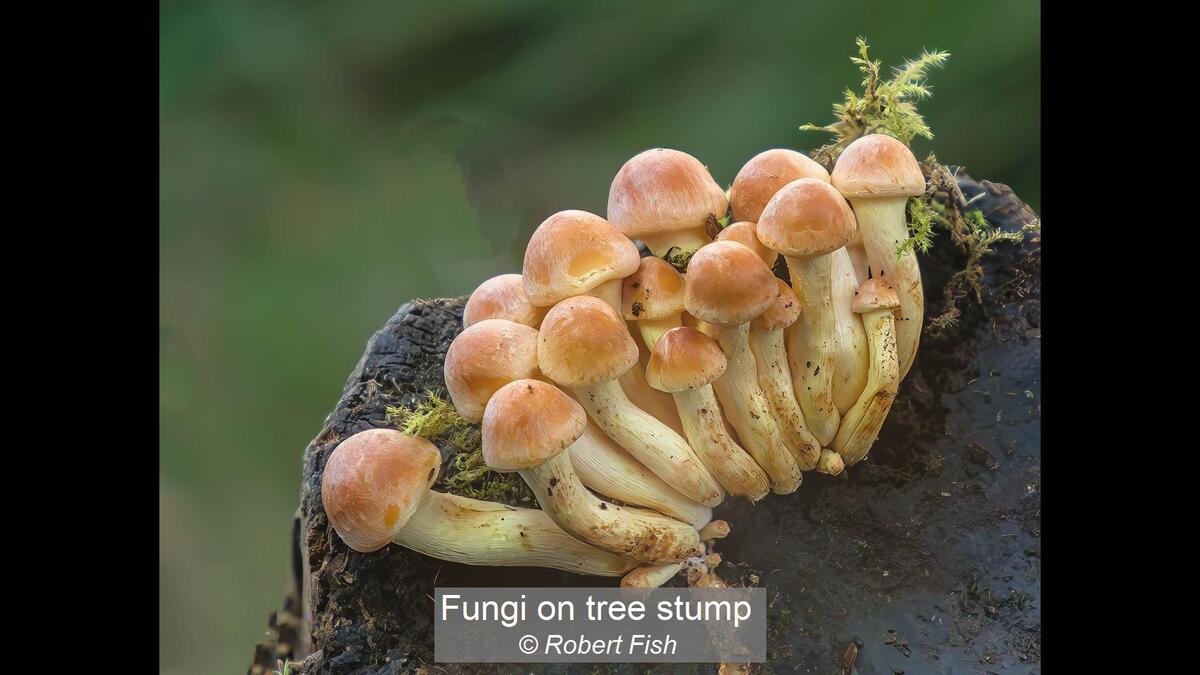 Fungi on tree stump